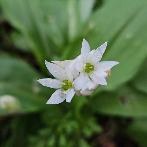 Allium ursinum ফুল