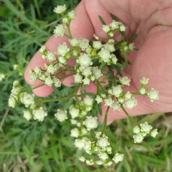 Parthenium hysterophorus Fleur