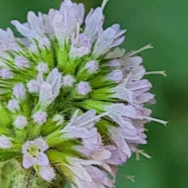 Mentha aquatica Kvet