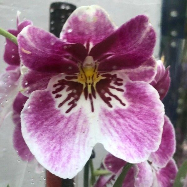 Schizanthus pinnatus Flower