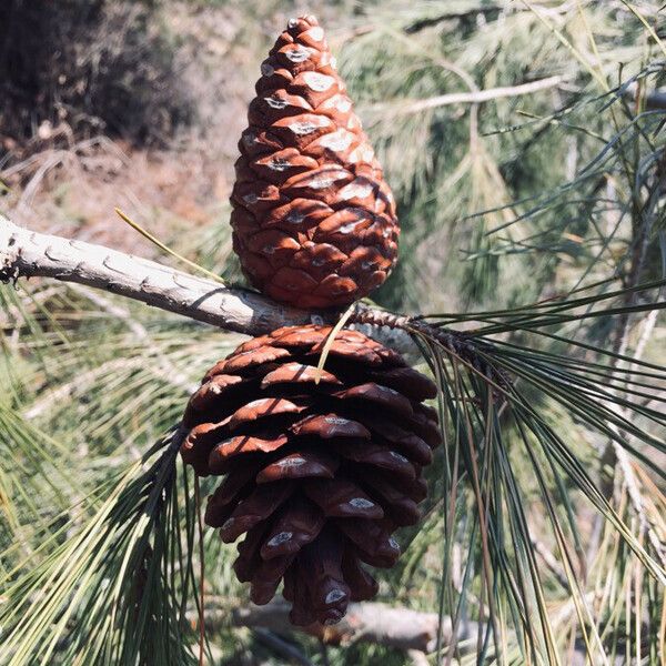 Pinus brutia Frugt