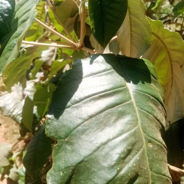 Croton megalocarpus Blad