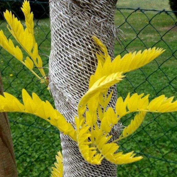 Gleditsia triacanthos Blad