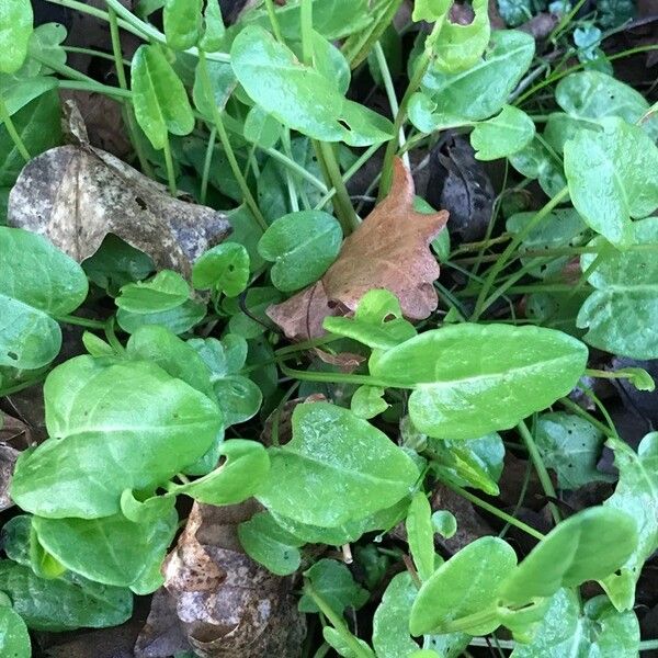 Rumex acetosella Liść