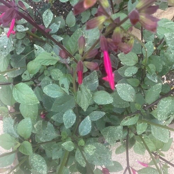 Salvia involucrata Flors