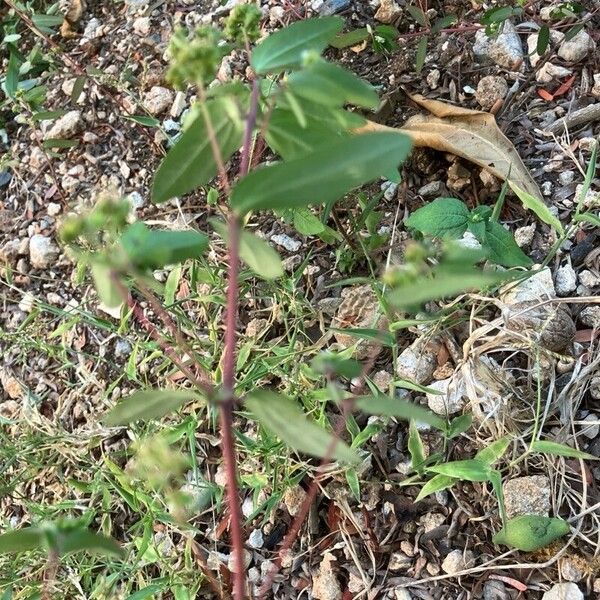 Euphorbia hyssopifolia 葉