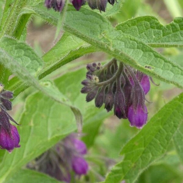 Symphytum officinale Flor