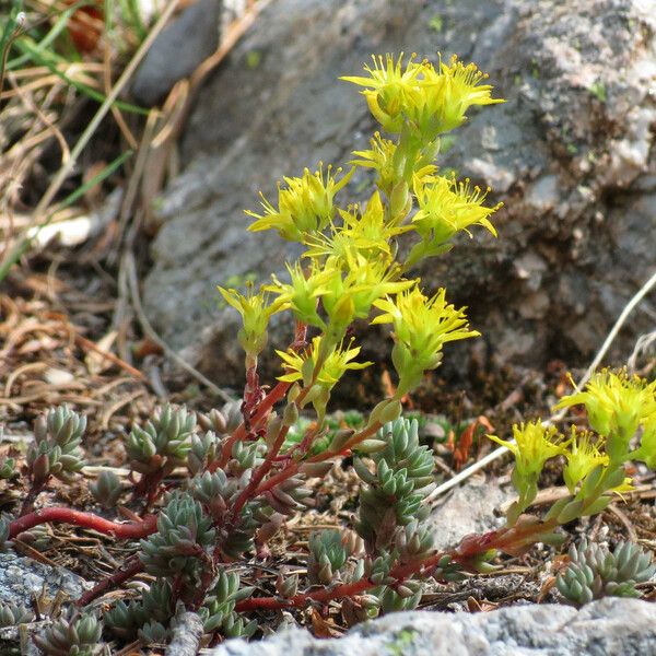 Sedum lanceolatum Buveinė