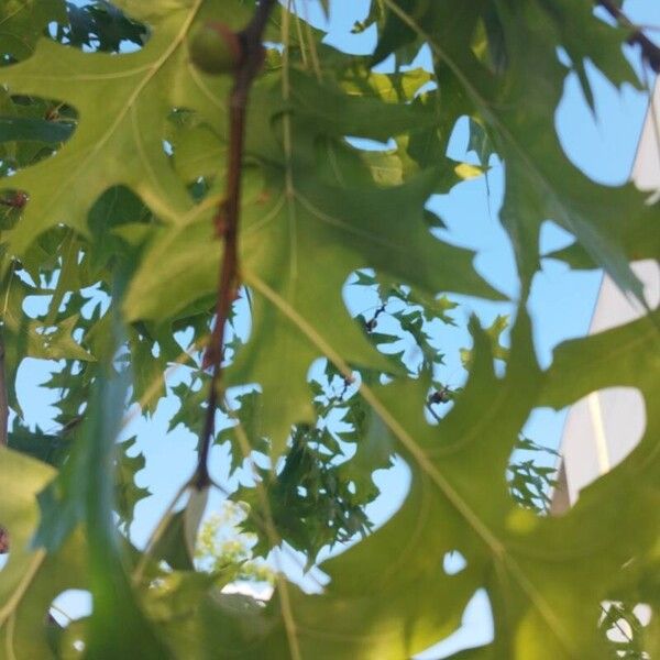 Quercus palustris Blad