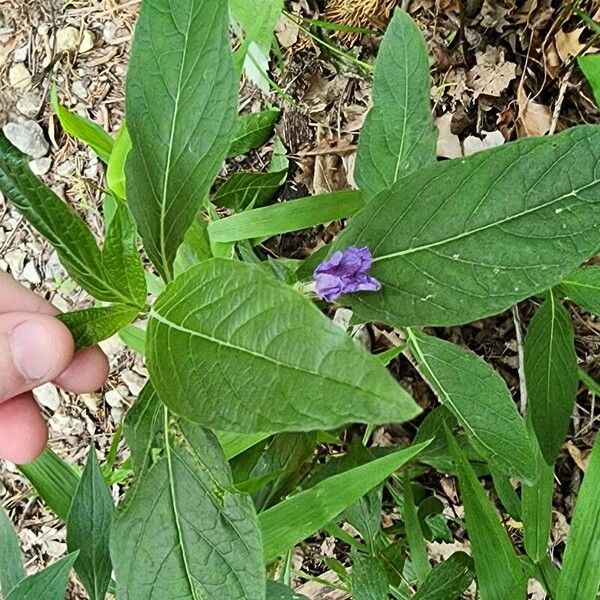 Ruellia strepens पत्ता