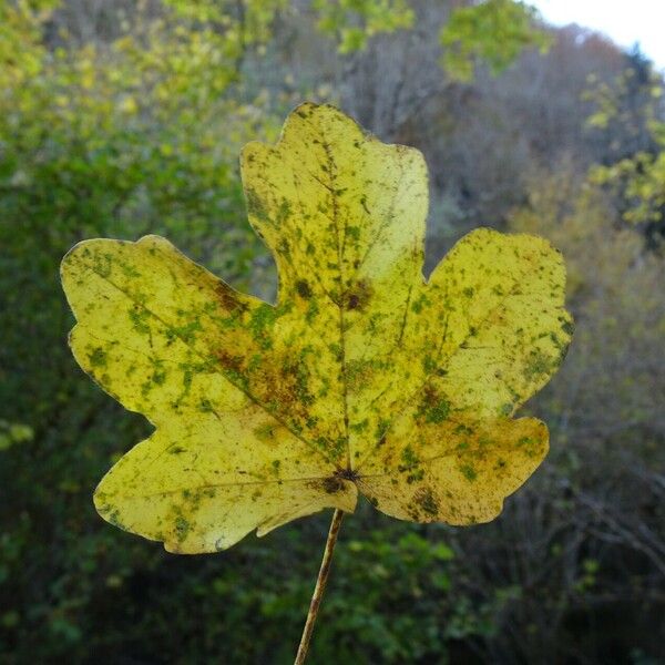 Acer campestre Blatt