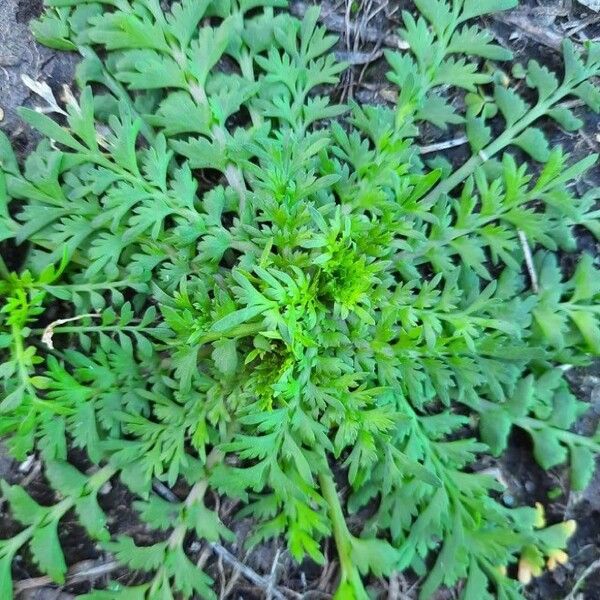 Lepidium bonariense Fulla