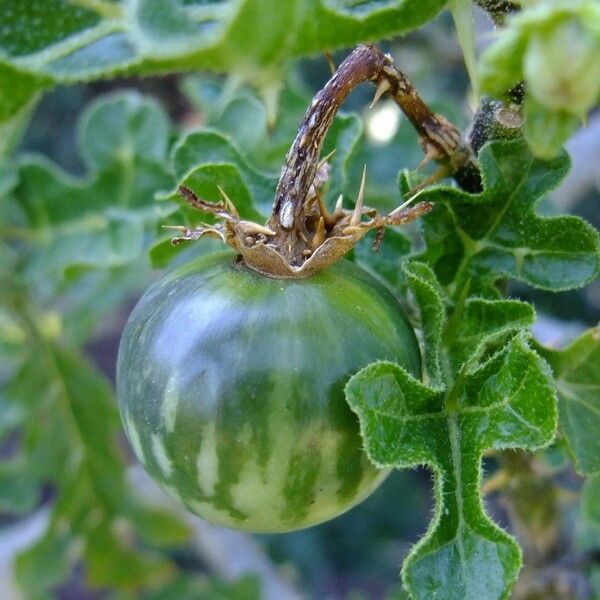 Solanum anguivi ᱮᱴᱟᱜ