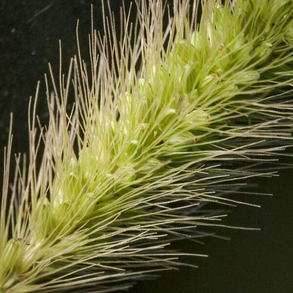 Setaria viridis ফুল