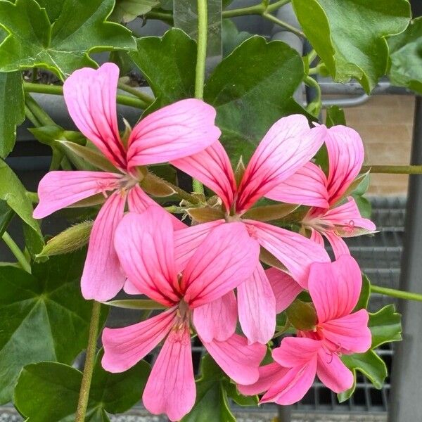 Pelargonium peltatum Flower