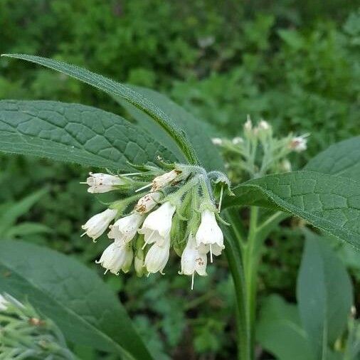 Symphytum officinale Feuille