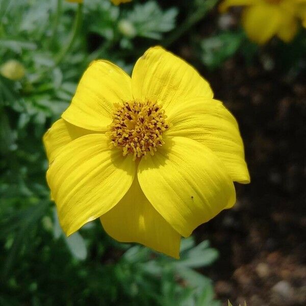 Bidens ferulifolia Kvet