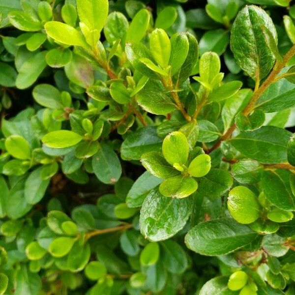 Arctostaphylos uva-ursi Folio