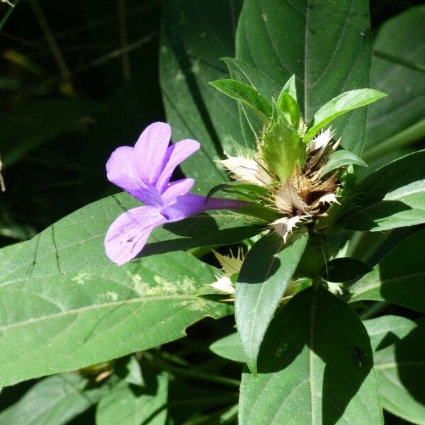 Barleria cristata Bloem