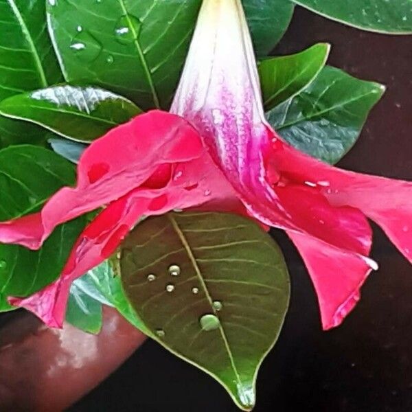 Mandevilla sanderi 花