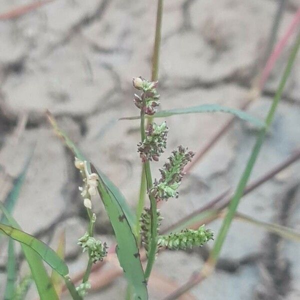 Echinochloa colona Плод