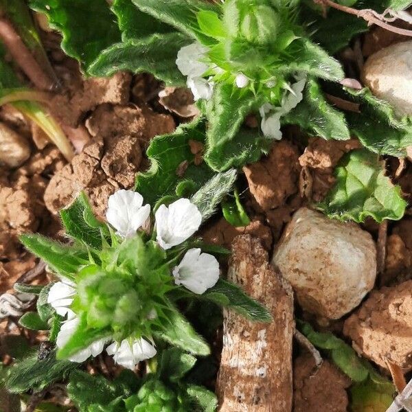 Sideritis romana عادت داشتن