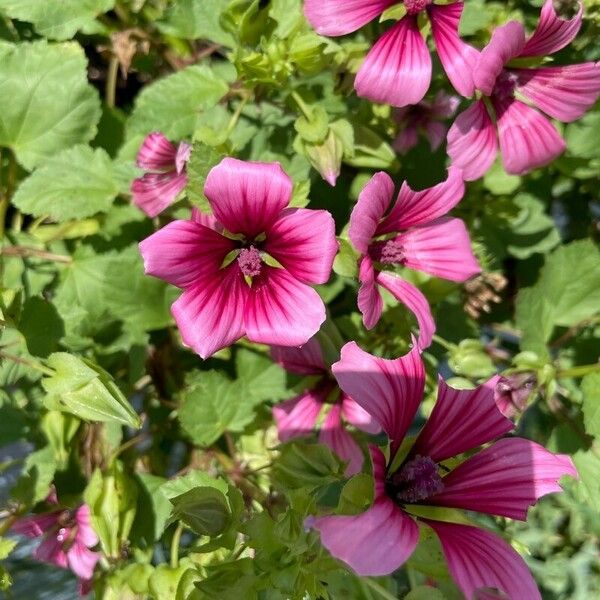 Malope trifida Flower