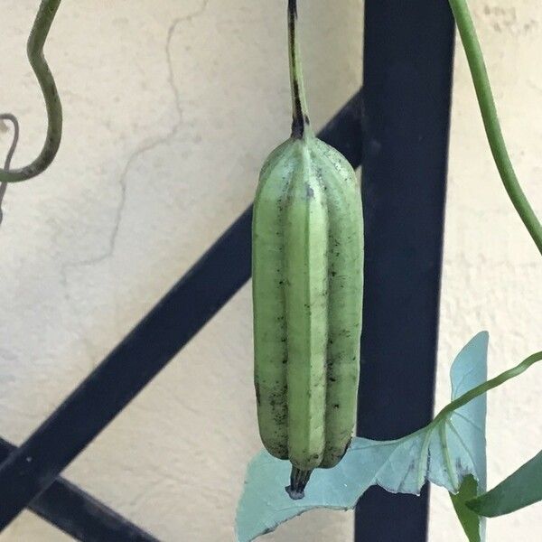 Aristolochia littoralis Frutto