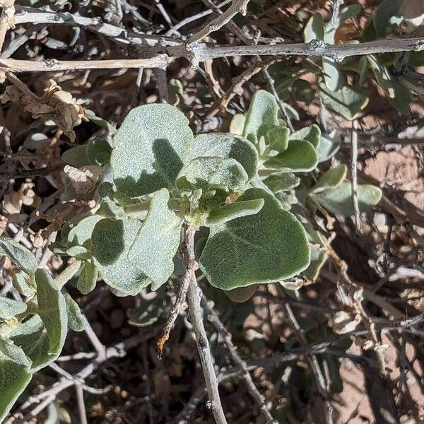 Atriplex canescens Folla