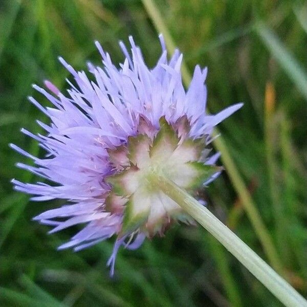 Jasione montana Blüte