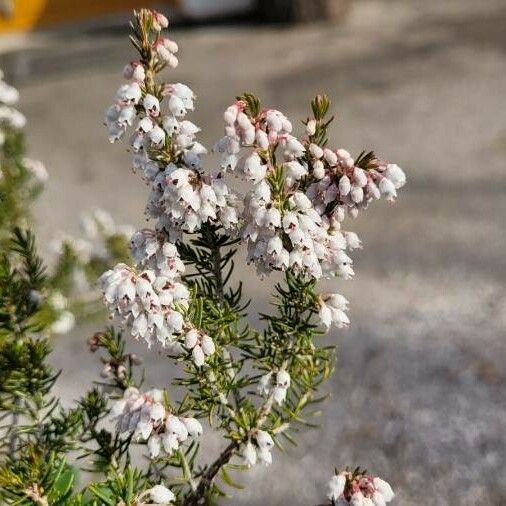 Erica arborea Fiore