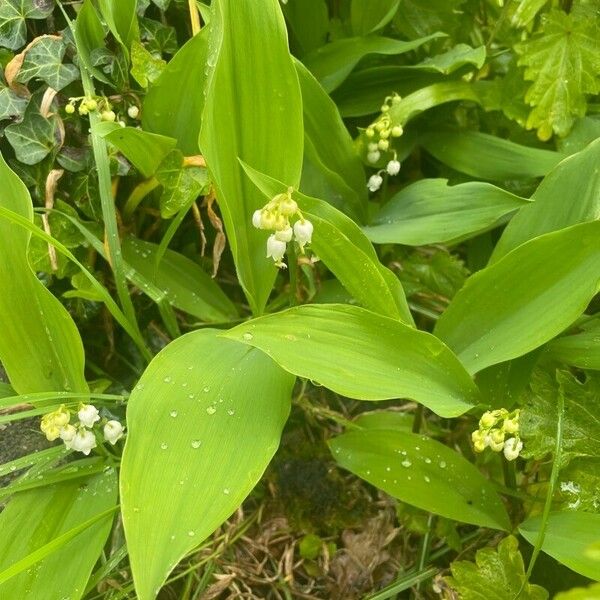 Convallaria majalis Blad