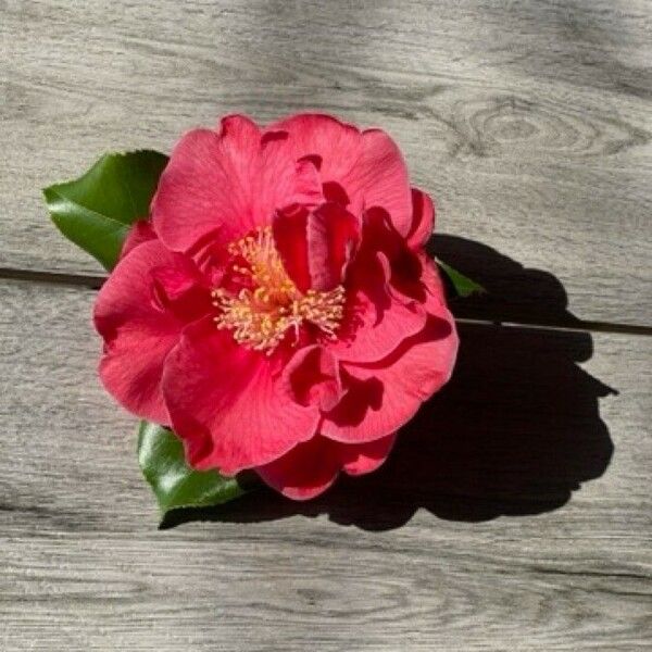 Camellia japonica ᱵᱟᱦᱟ