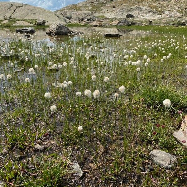 Eriophorum scheuchzeri Staniste