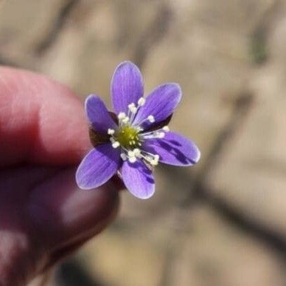 Hepatica americana फूल