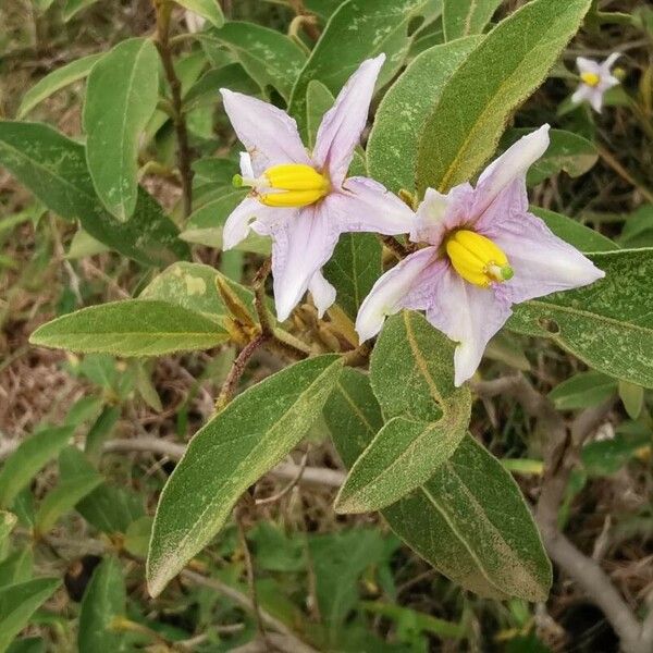 Solanum incanum Flor