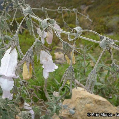 Lepechinia ganderi Blüte