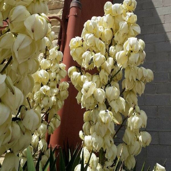 Yucca gloriosa 花