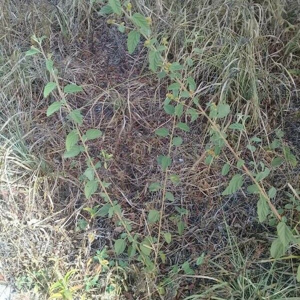 Waltheria indica Habit