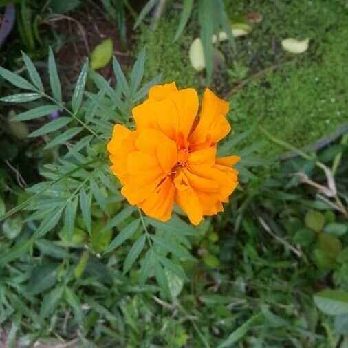 Tagetes erecta Kwiat