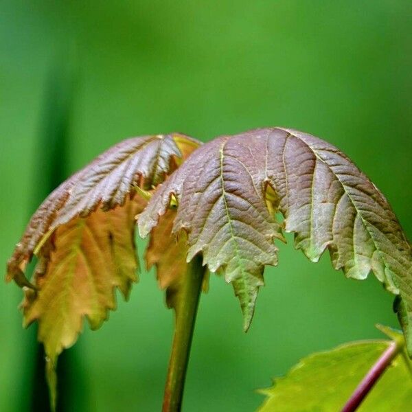 Acer pseudoplatanus Blad