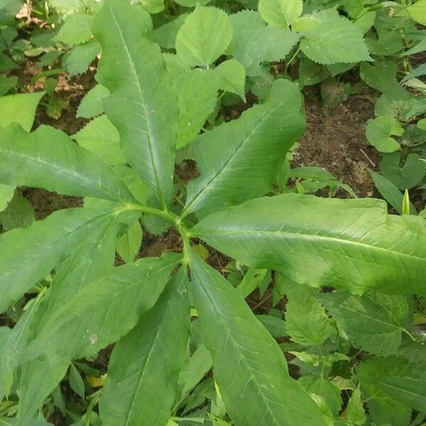 Arisaema dracontium Листок