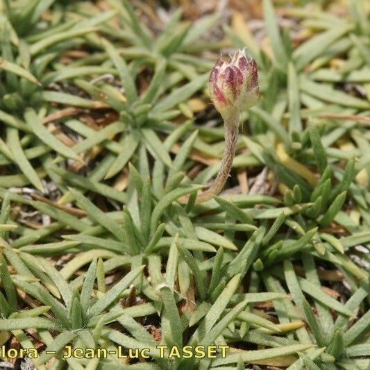 Plantago sarda عادت