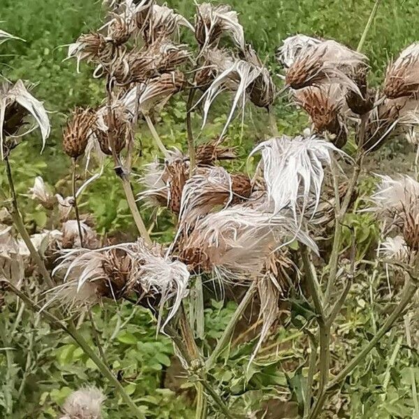 Cirsium arvense Gyümölcs