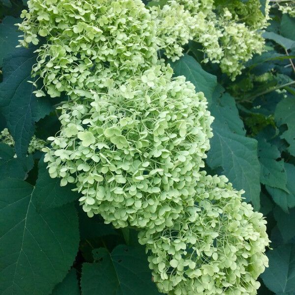 Hydrangea arborescens Flower