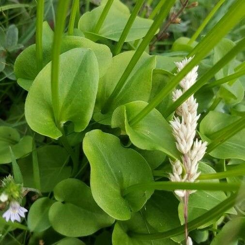 Parnassia palustris Leht