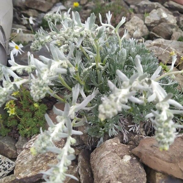 Artemisia umbelliformis പുഷ്പം