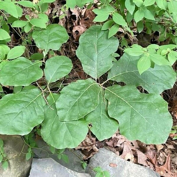 Quercus bicolor Leaf