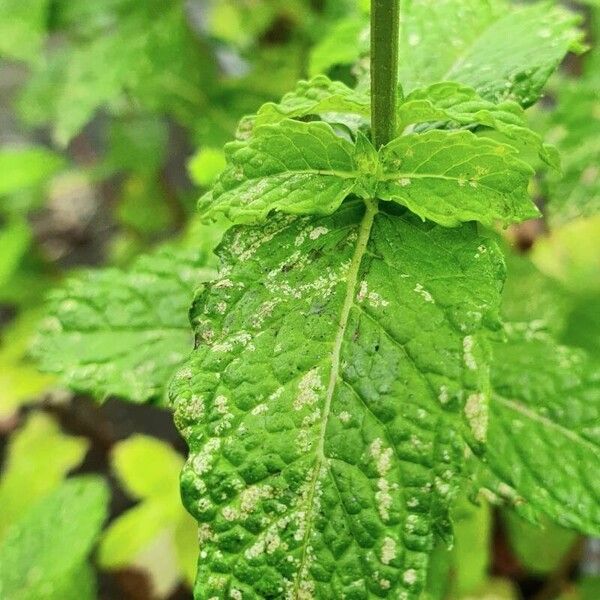 Mentha spicata Leaf