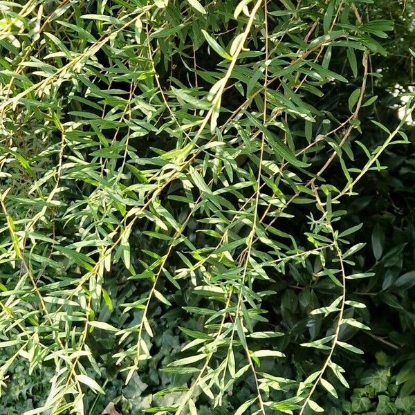 Salix purpurea Листок